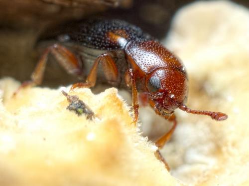 Réf. 274 069 : Dacne bipustulata