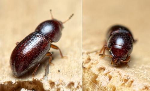Cis castaneus