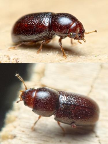 Réf. 274 488 : Cis castaneus