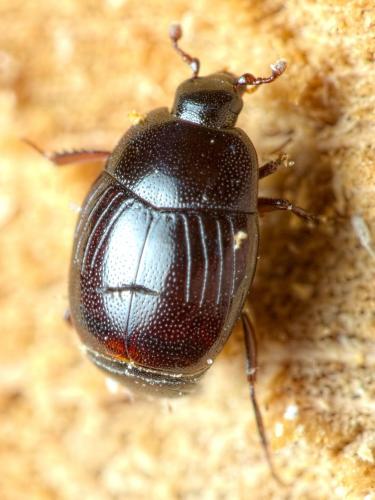 Gnathoncus rotundatus