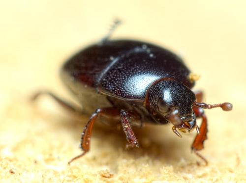 Gnathoncus rotundatus