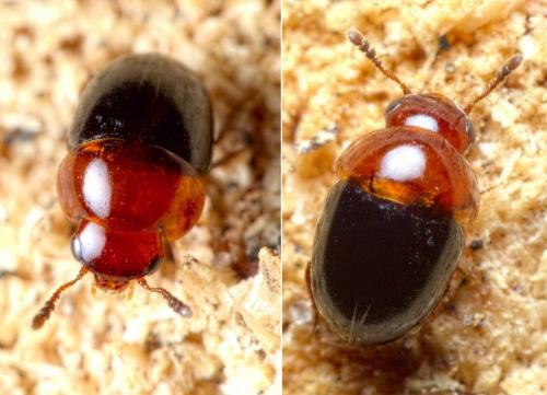 Réf. 274 002 : Agathidium nigripenne