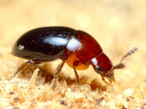 Réf. 274 001 : Agathidium nigripenne