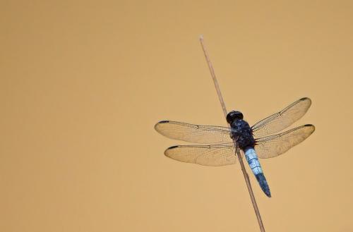 Hadrothemis coacta