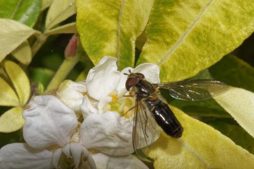 Réf. 274 295 : Episyrphus balteatus