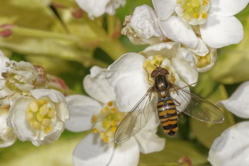 Episyrphus balteatus