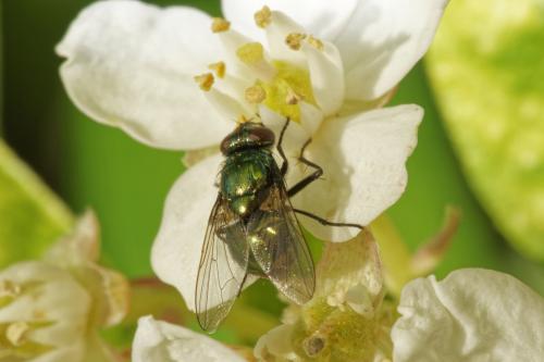 Réf. 274 340 : Neomyia cornicina