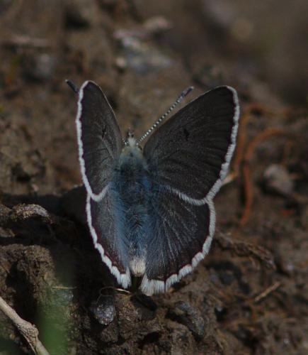 Plebejus glandon