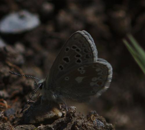 Plebejus glandon