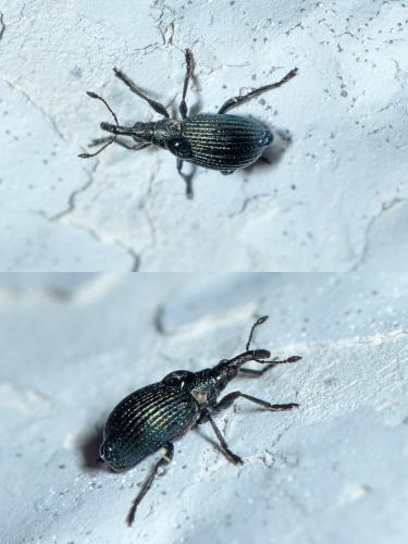 Réf. 274 680 : Ischnopterapion virens