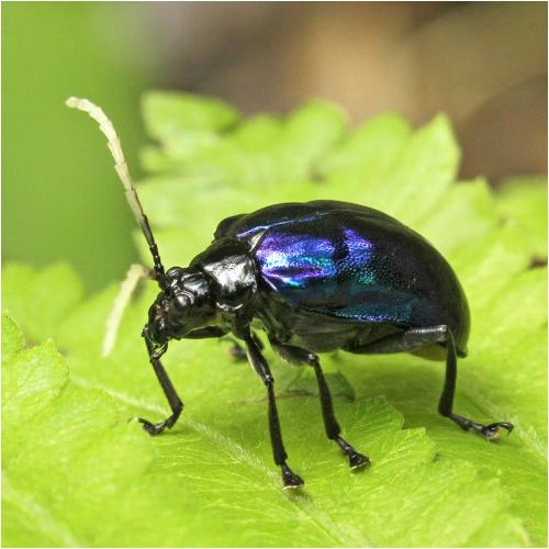 Réf. 274 949 : Aplosonyx albicornis