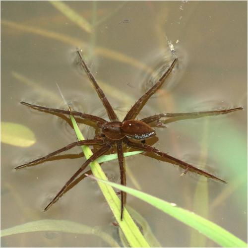 Nilus sp.