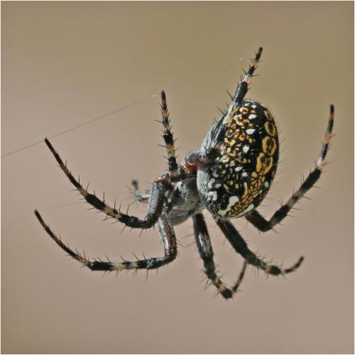 Réf. 274 467 : Neoscona oaxacensis
