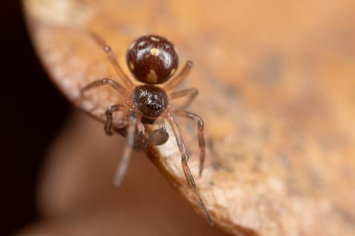 Réf. 274 482 : Crustulina guttata