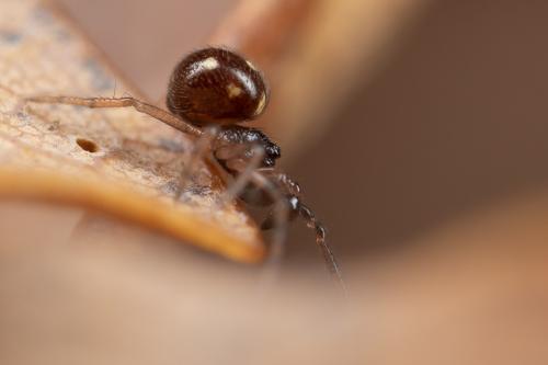 Crustulina guttata