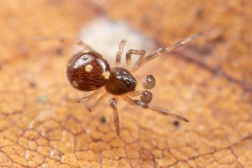 Réf. 274 430 : Crustulina guttata