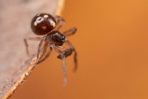 Réf. 274 483 : Crustulina guttata