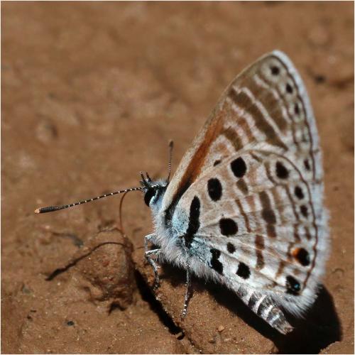 Azanus jesous