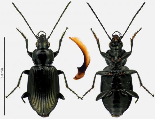 Agonum viduum