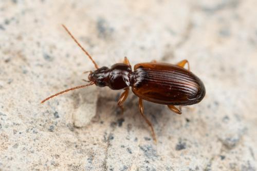 Trechus quadristriatus