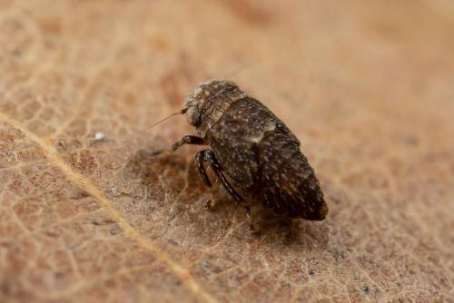 Anaceratagallia ribauti