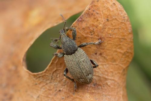 Graptus triguttatus