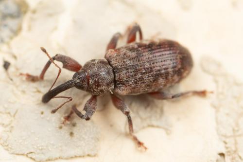 Dorytomus sp.