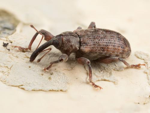 Dorytomus sp.