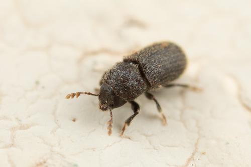Réf. 274 676 : Phloeotribus sp.