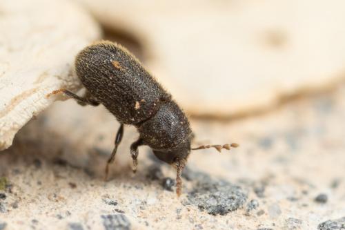 Réf. 274 677 : Phloeotribus sp.
