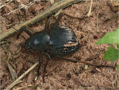 Toktokkus vialis