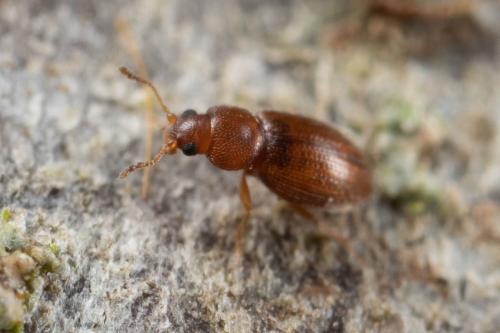 Corticarina sp.