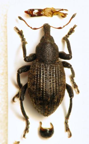 Donus barnevillei
