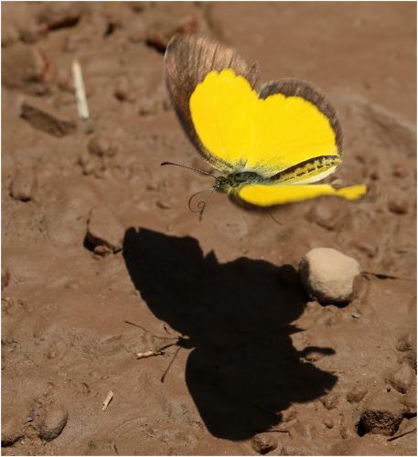 Réf. 274 686 : Eurema brigitta
