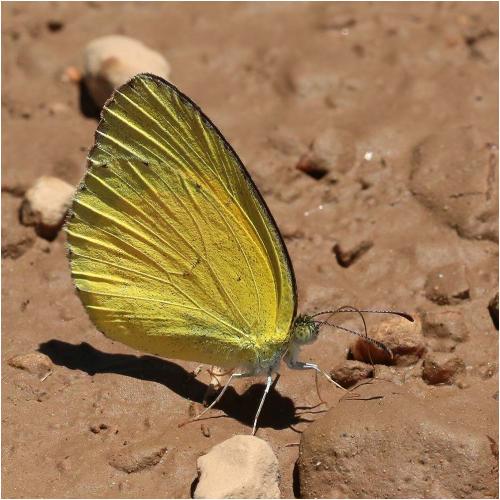 Réf. 274 685 : Eurema brigitta
