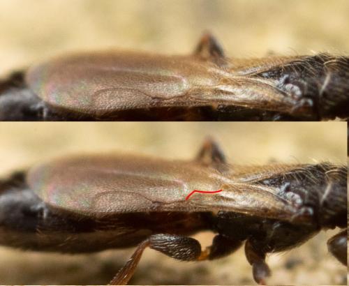 Bethylus coniceps