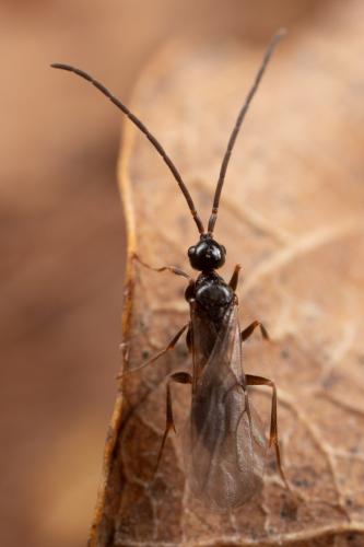 Réf. 274 428 : Embolemus ruddii