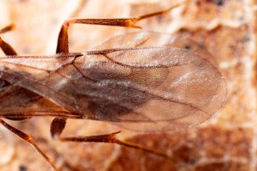 Réf. 274 474 : Embolemus ruddii