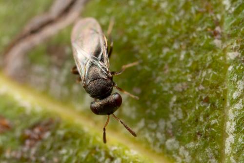 Mesopolobus fuscipes