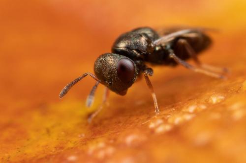 Mesopolobus fuscipes