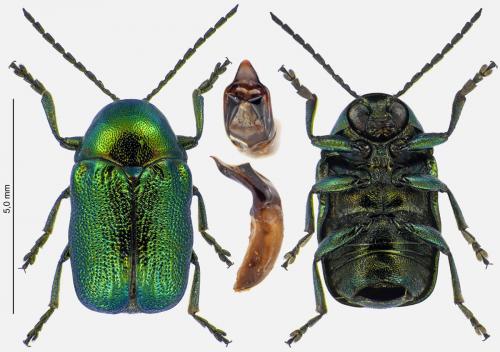 Réf. 274 477 : Cryptocephalus hypochaeridis