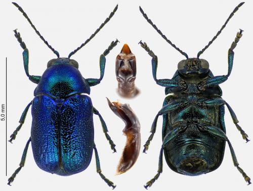 Réf. 274 478 : Cryptocephalus hypochaeridis