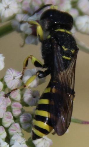 Ectemnius sp.