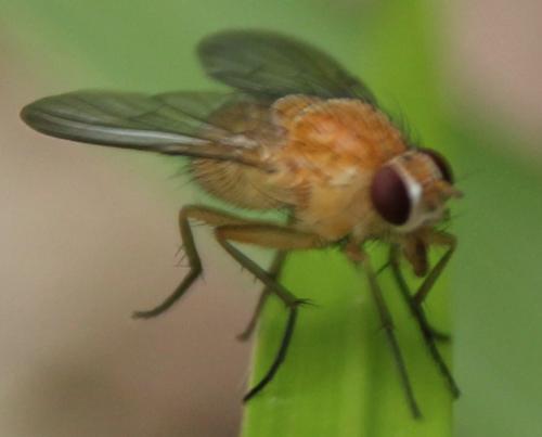 Phaonia pallida