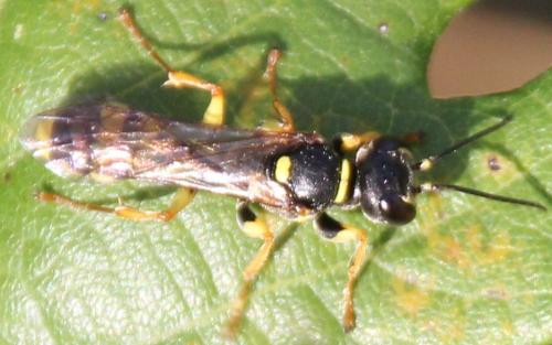 Mellinus arvensis