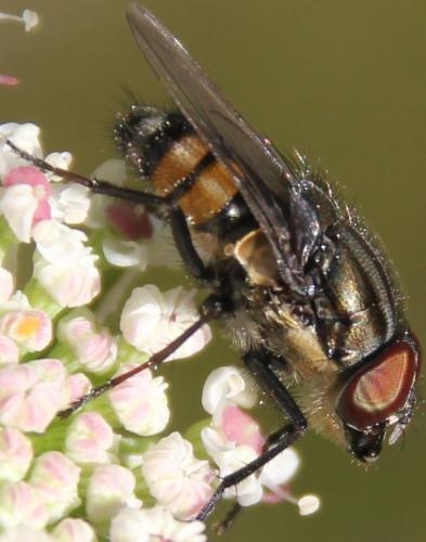 Stomorhina lunata