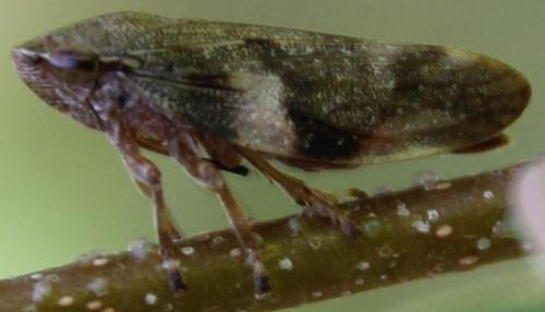 Aphrophora alni