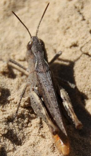 Réf. 274 995 : Chorthippus sp.