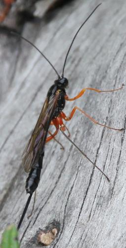 Réf. 274 090 : Dolichomitus sp.