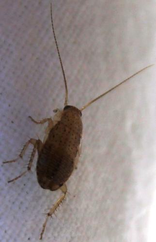 Réf. 274 941 : Ectobius pallidus